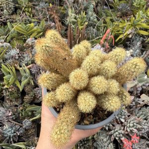 Mammillaria elongata cactus