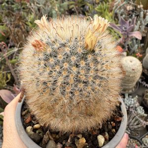 Mammillaria bocasana cactus