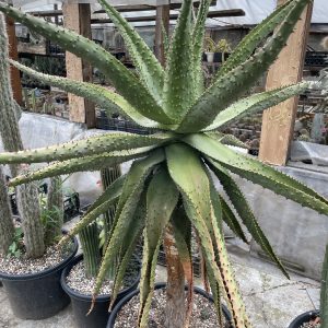 Aloe Ferox