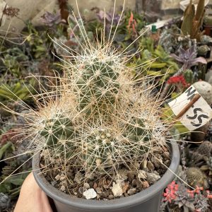 Cochemiea setispina cactus