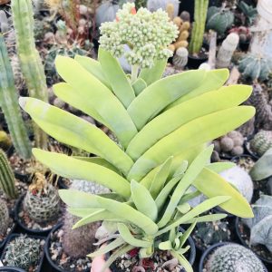 Crassulla falcata suculenta