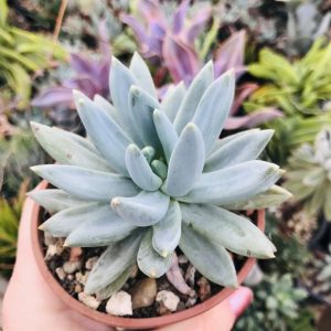 Echeveria suculenta