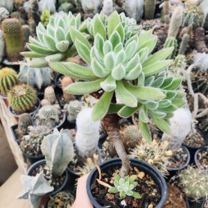 Echeveria pulvinosa cristat suculenta