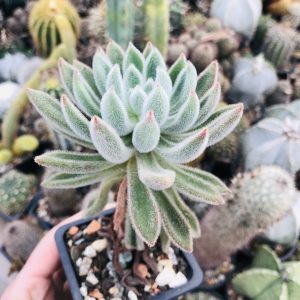 Echeveria suculenta