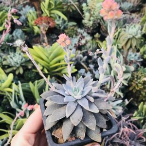 Echeveria metalica suculenta