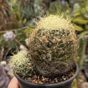 Mammillaria (dolichotele) camptotrirha cactus