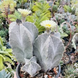 Astrophytum miriostygma cactus