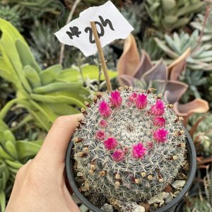 Mammillaria cactus