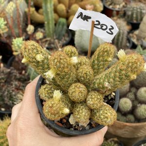 Mammillaria elongata cactus
