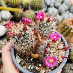 Mammillaria spinosissima cactus