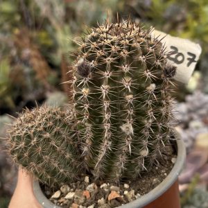 Lobivia aurea cactus