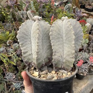 Astrophytum cactus (201)