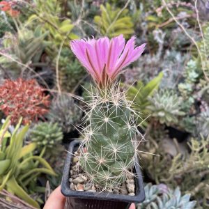 Lepidocoryphantha runyonii