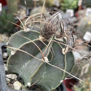 Astrophytum senile hibrid (cactus stea)