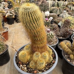 Eriocactus leninghausii cactus