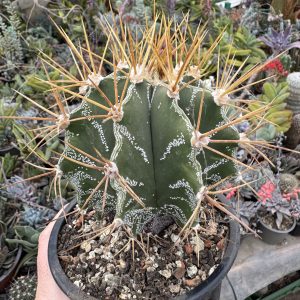 Astrophytum ornatum cactus, cu model decorativ in apex