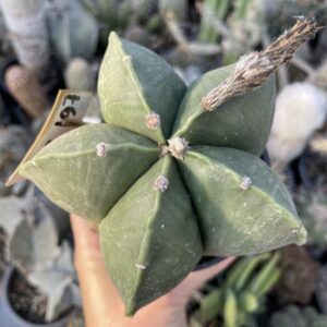 Astrophytum miriostygma nudum