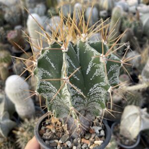 Astrophytum ornatum cactus