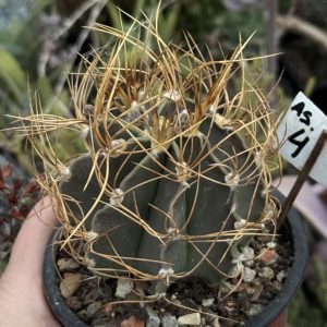 Astrophytum senile aureum (4)