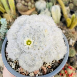 Mammillaria plumosa cactus