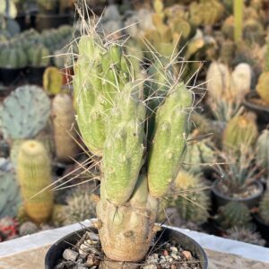 Tephrocactus flexispinus