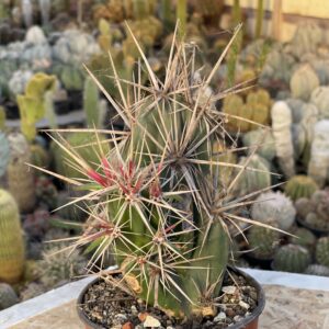 Grusonia invicta (Corynopuntia invicta)