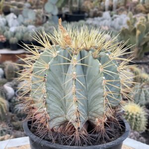 Ferocactus glaucescens 25 de ani