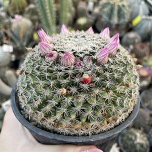 Mammillaria cactus