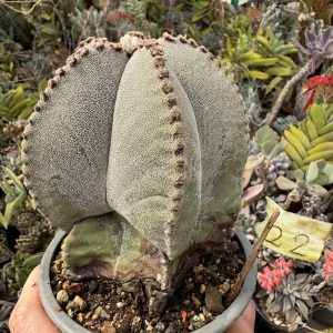 Astrophytum miriostygma cactus
