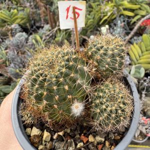 Lobivia cactus #15