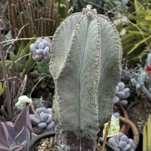 Astrophytum miriostygma cactus (24), 18 cm