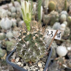 Gymnocalycium mihanovichi cactus