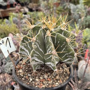 Astrophytum ornatum cactus 1