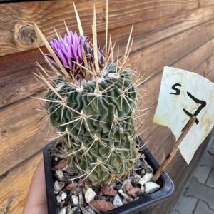 Stenocactus 7