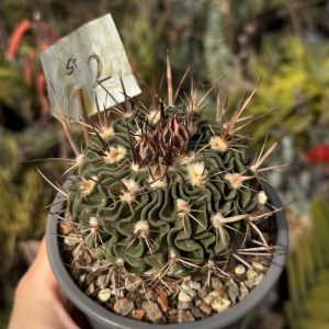 Stenocactus 2 - culoare floare in galerie