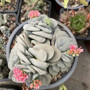 Crassulla Morgan Beauty suculenta