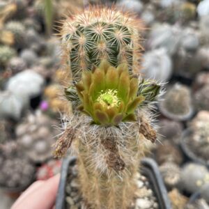 Echinocereus rusanthus neocapilus cactus
