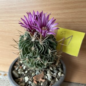 Stenocactus 1