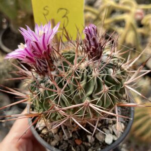 Stenocactus 3