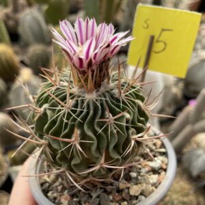 Stenocactus 5