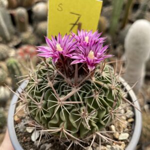 Stenocactus 7