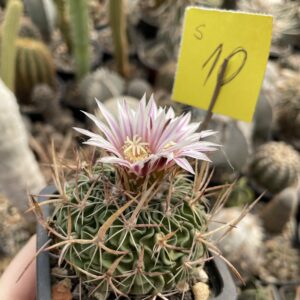 Stenocactus 10