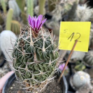 Stenocactus 12