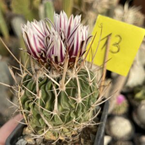 Stenocactus 13
