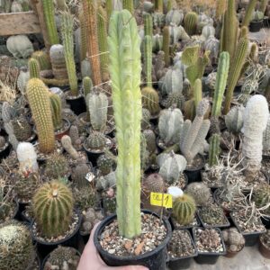Trichocereus pachanoi cactus