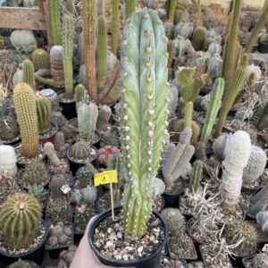 Trichocereus peruvianus cactus