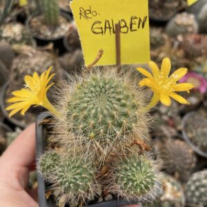 Rebutia cactus flori galbene