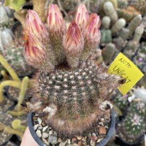 Notocactus UNICAT