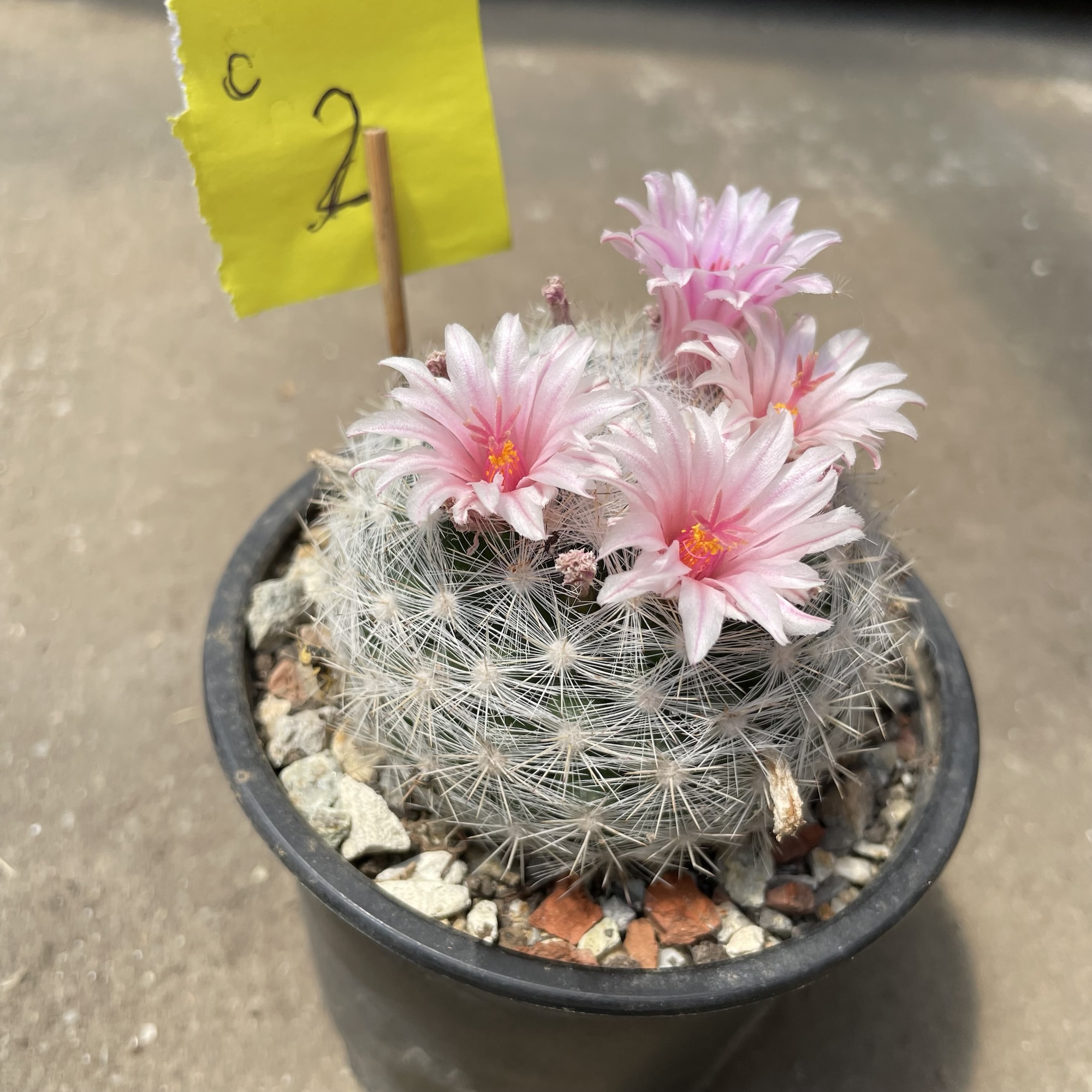 Mammillaria candida