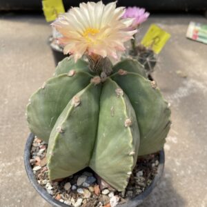 Astrophytum nudum 7 coaste